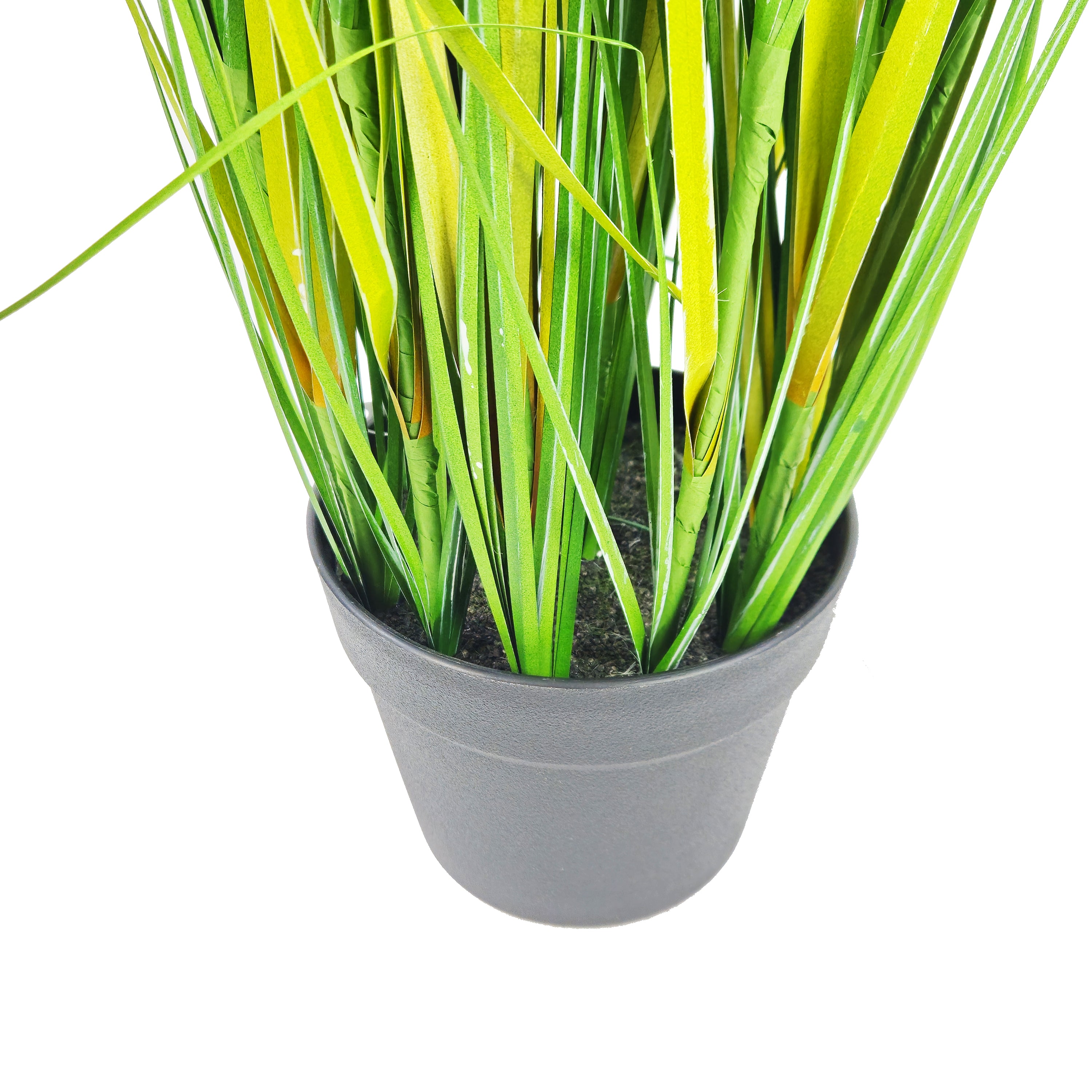 Pianta Pampa Cortadeira 110 cm