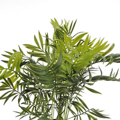 Pianta Palma nana Chamerox 53 cm