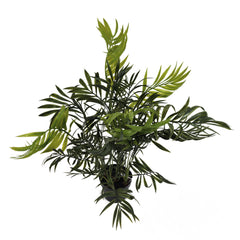Pianta Palma nana Chamerox 53 cm