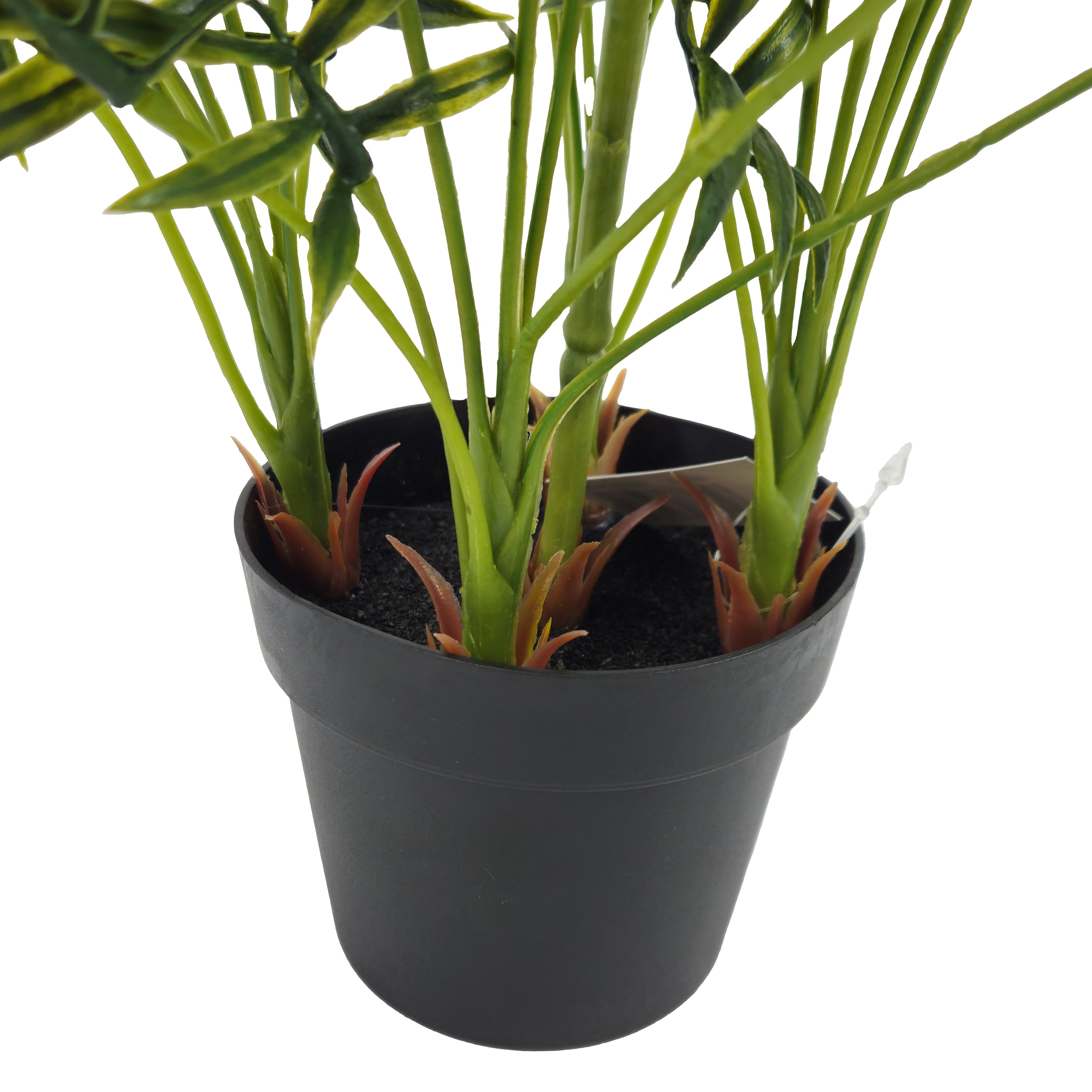 Pianta Palma nana Chamerox 53 cm