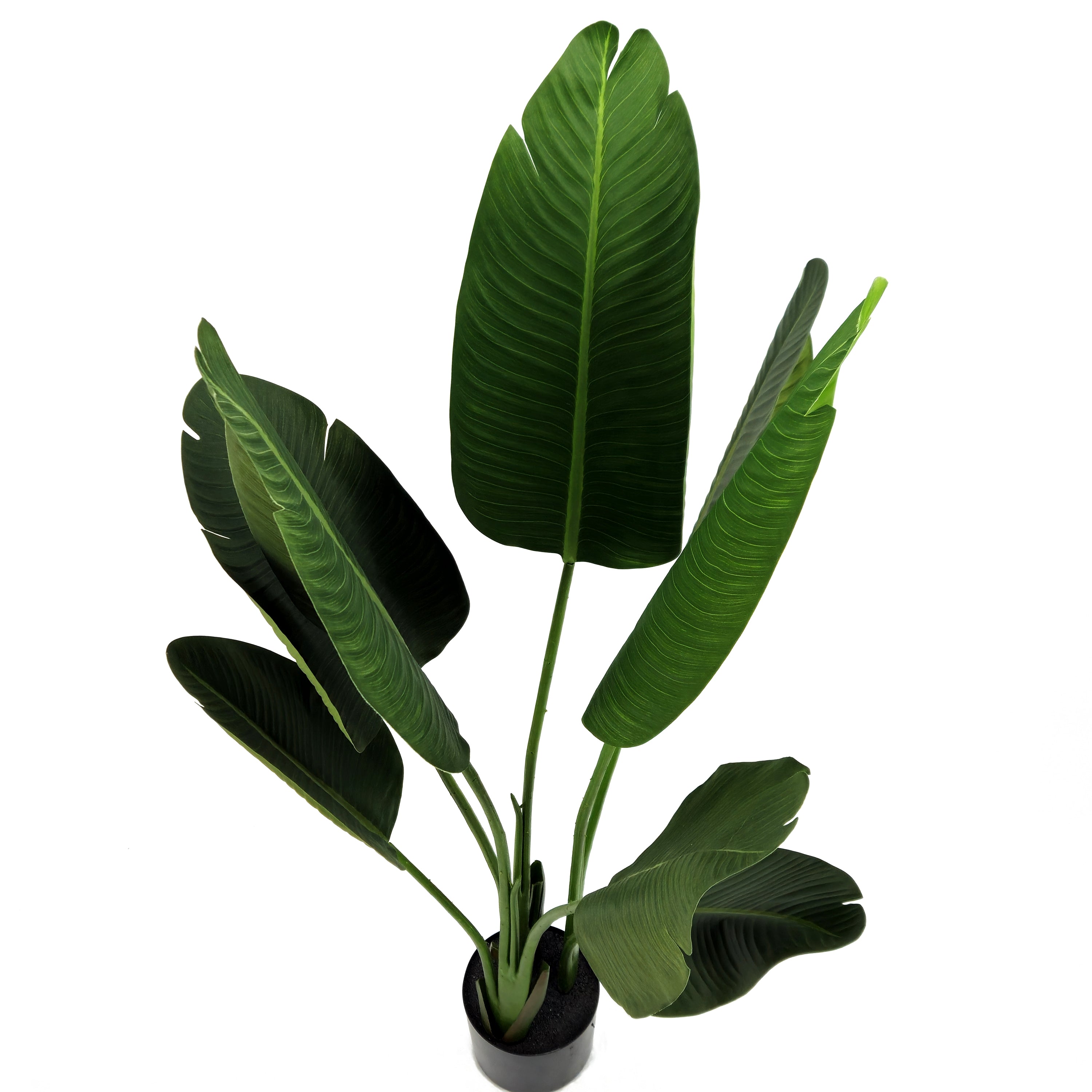 Pianta Strelizia 120 cm