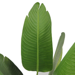 Pianta Strelizia 120 cm