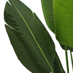 Pianta Strelizia 120 cm