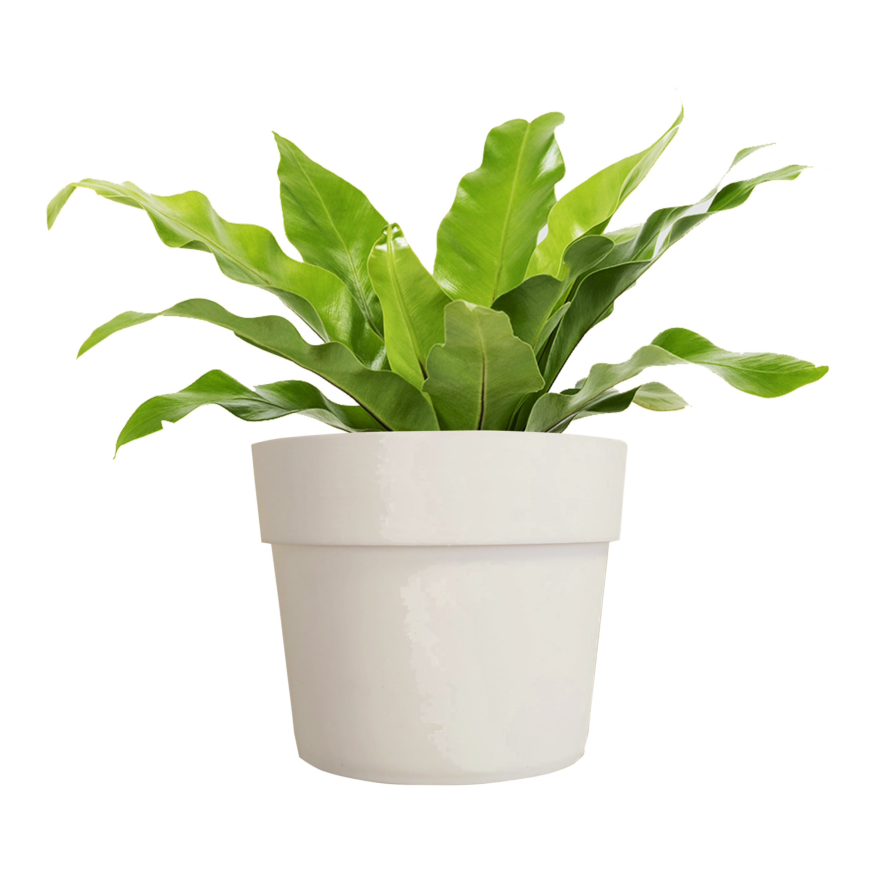 IRIS Fioriera a parete Completa Di 6 Vasi Pensili Comby Diametro Cm 14