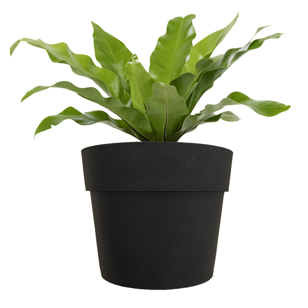 IRIS Fioriera a parete Completa Di 6 Vasi Pensili Comby Diametro Cm 14