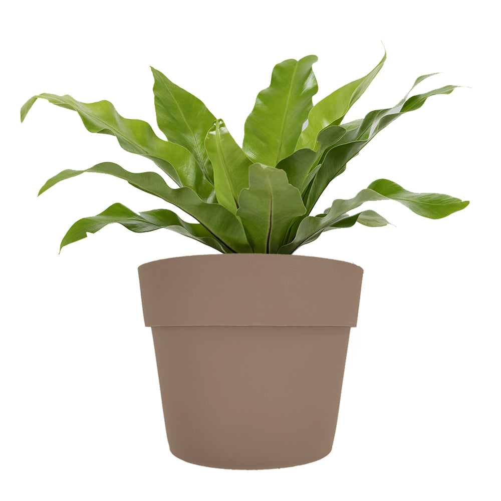 IRIS Fioriera a parete Completa Di 6 Vasi Pensili Comby Diametro Cm 14