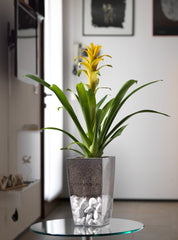 vasi per fiori trasparenti