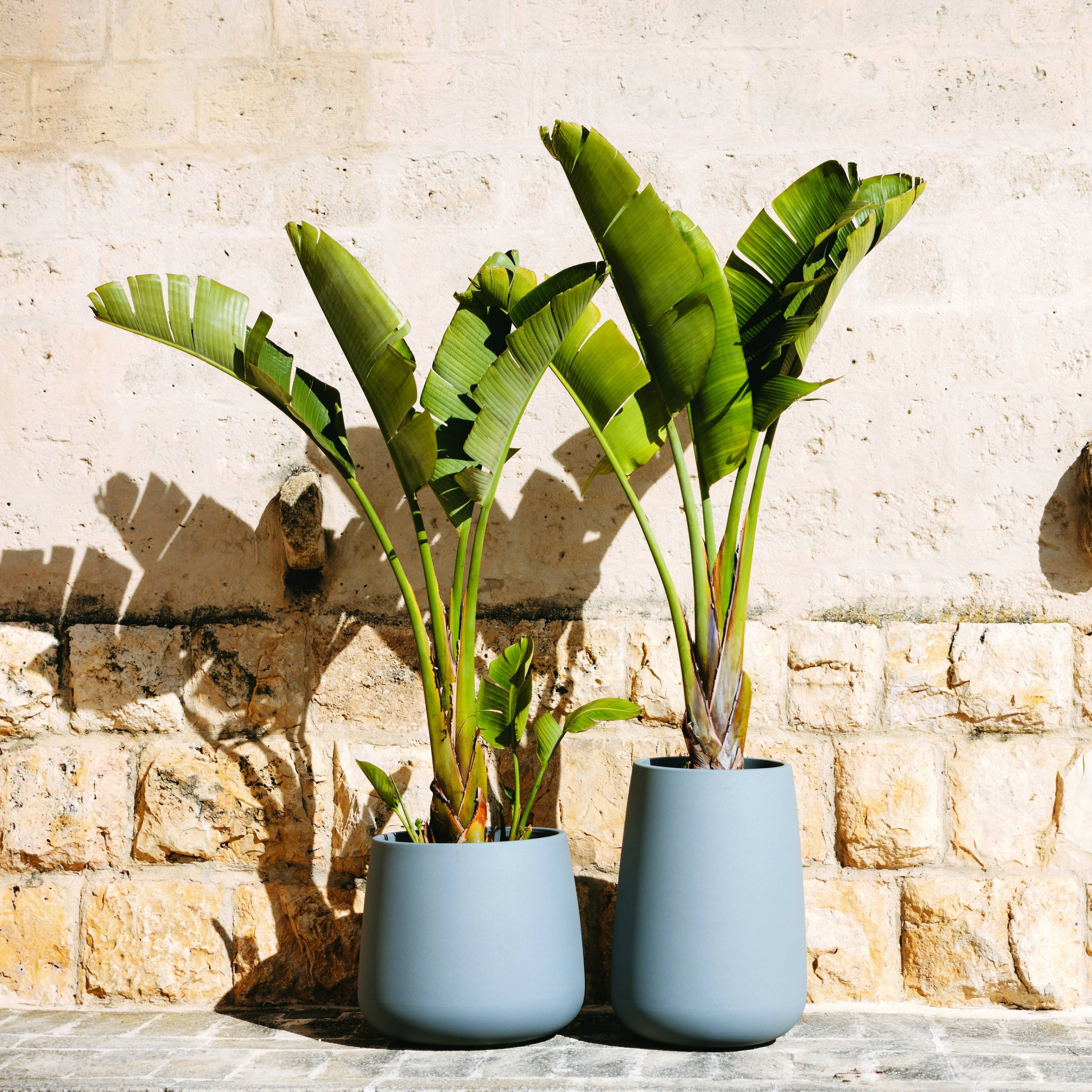 Monacis vaso Goccia Top e Goccia 55