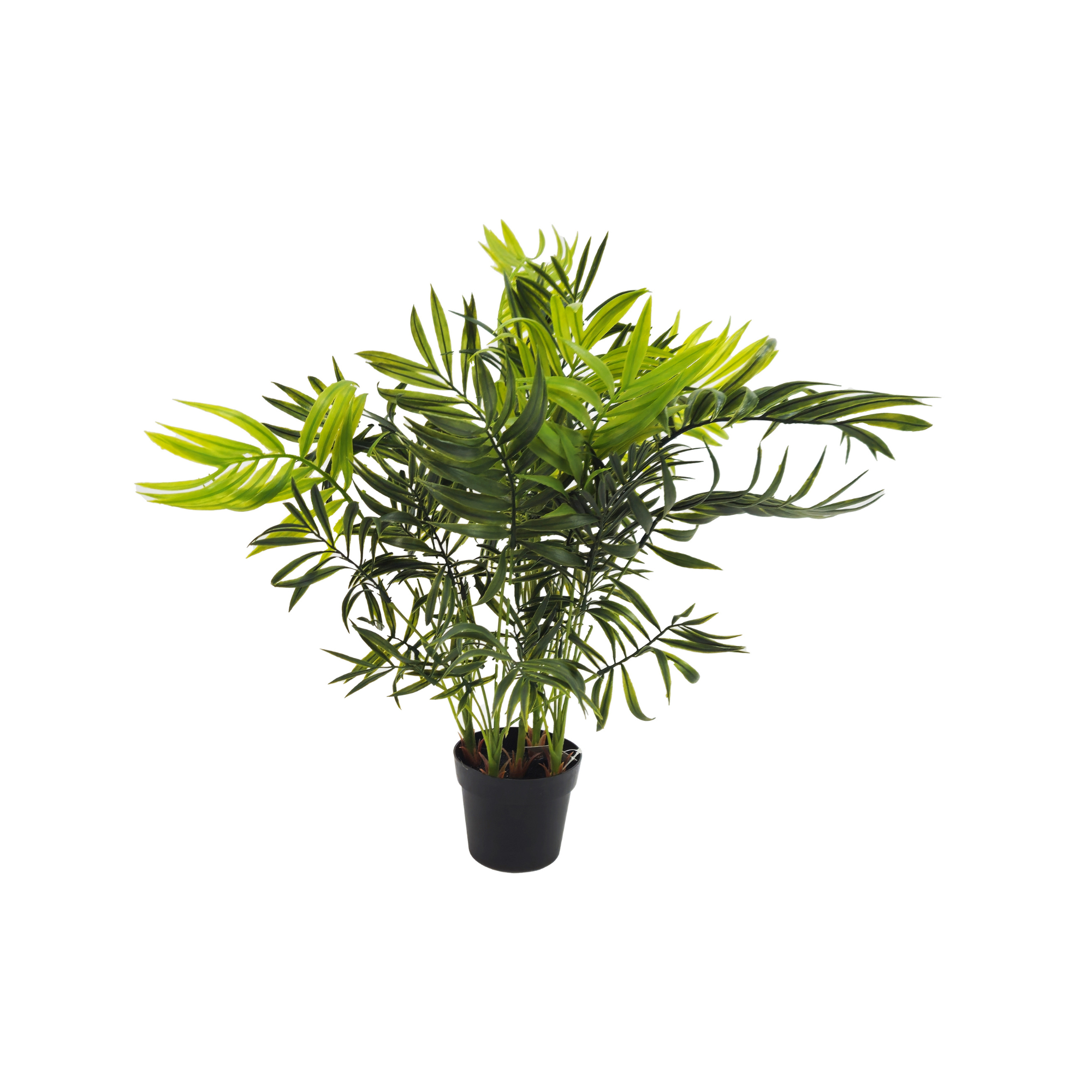 Pianta Palma nana Chamerox 53 cm