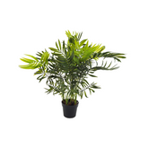 Pianta Palma nana Chamerox 53 cm