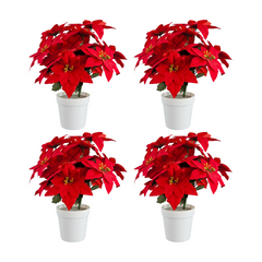 Pianta Stella di Natale artificiale