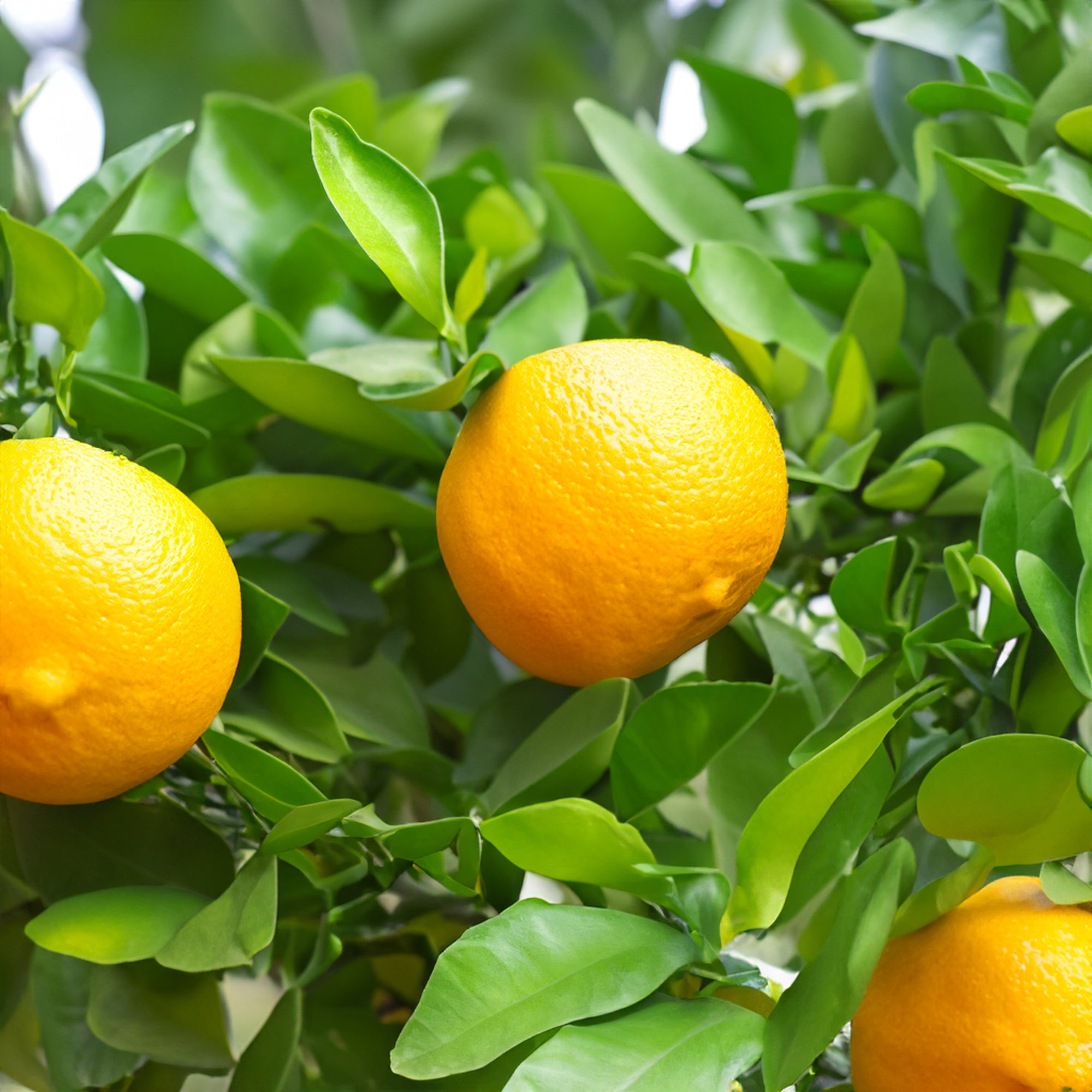 Altea concime lupini confezione da 1 kg
