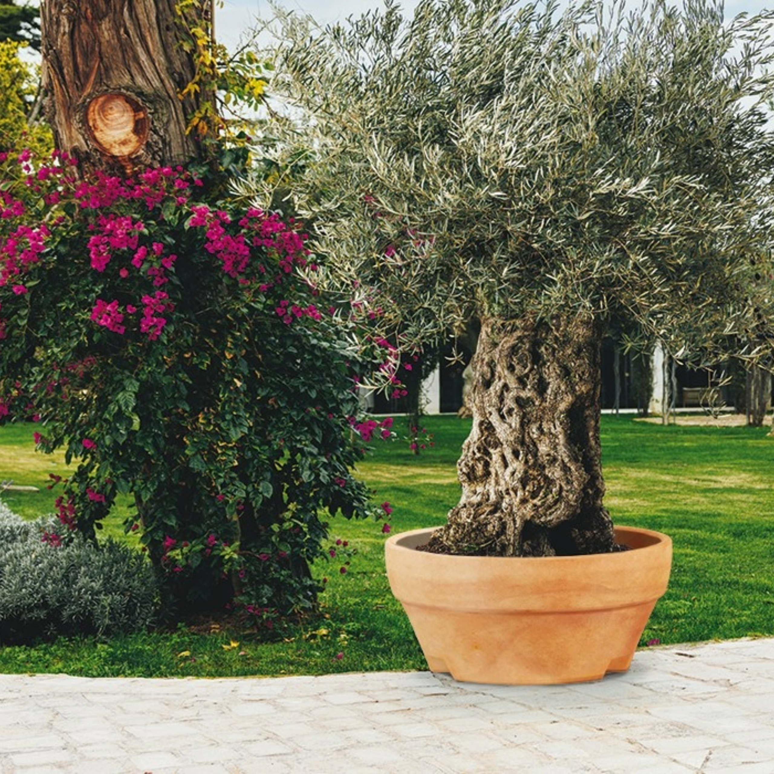 Monacis vaso Ursus cm 120x60