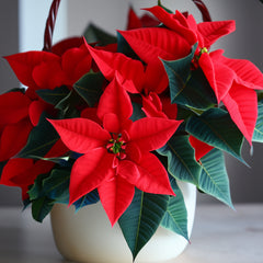 Altea concime stella di natale liquido 300 grammi