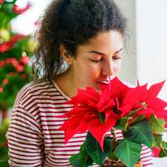 Altea concime stella di natale liquido 300 grammi