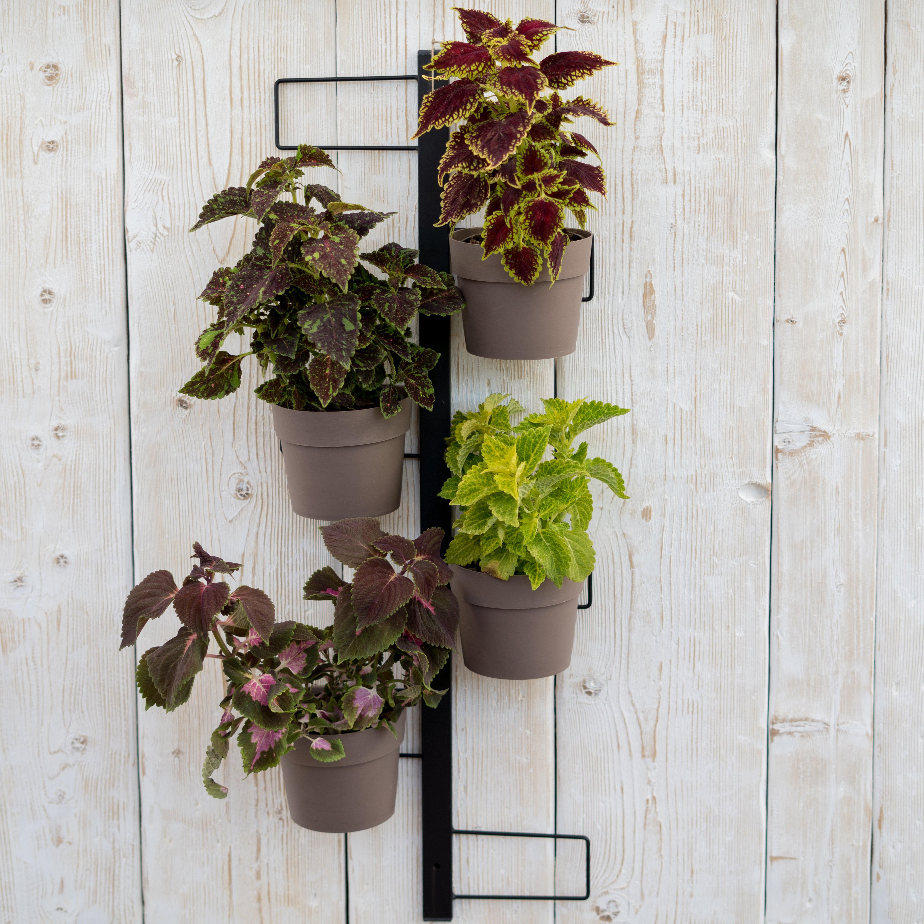 IRIS Fioriera a parete Completa Di 6 Vasi Pensili Comby Diametro Cm 14