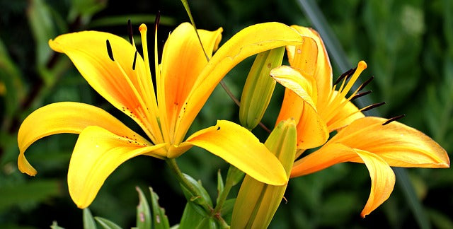 I fiori più belli da piantare a marzo: guida alla coltivazione e cura