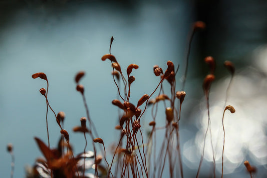 Come proteggere le piante dal caldo eccessivo