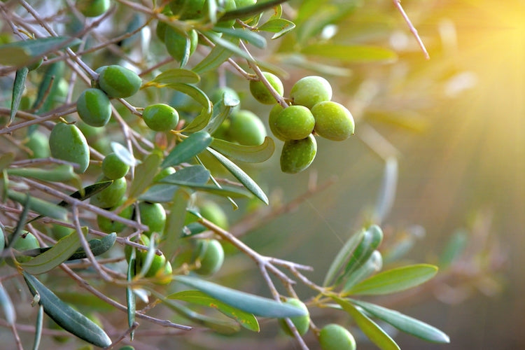 Stagione dell'olio, quando organizzarsi?