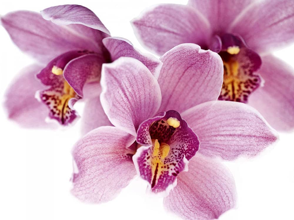 Rinvasare l’orchidea nel modo giusto