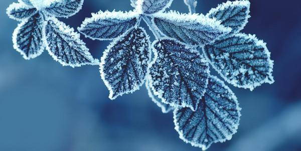 L’INVERNO STA ARRIVANDO, SALVIAMO LE PIANTE!