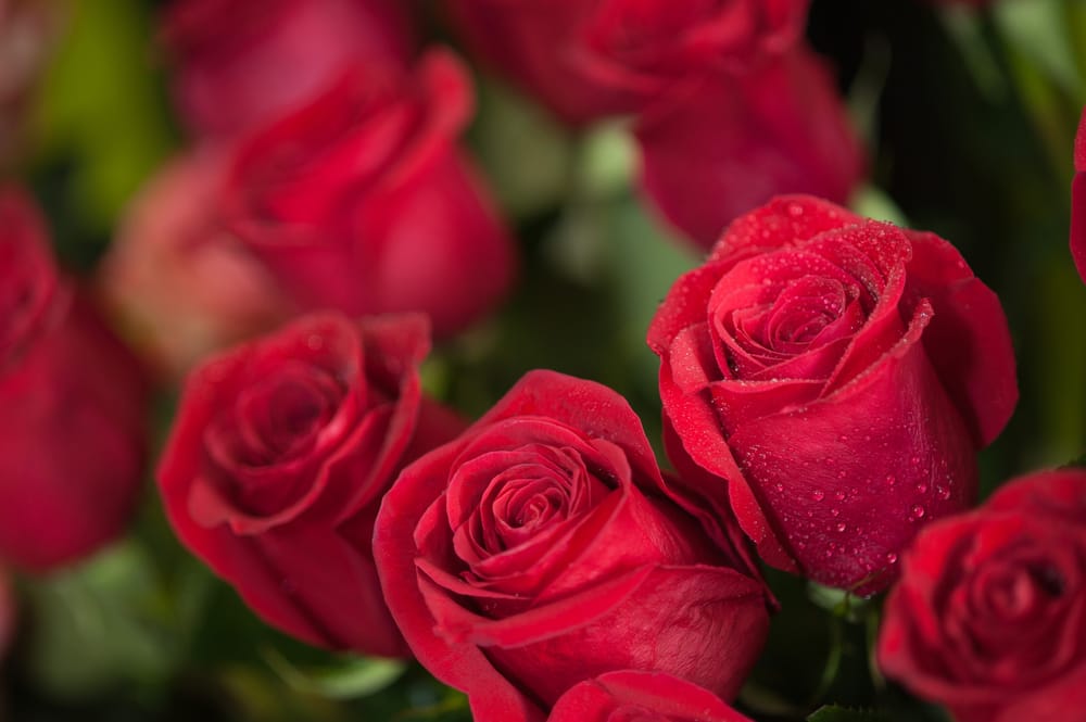 MAGGIO, IL MESE DELLA ROSA: CONOSCIAMOLA INSIEME!