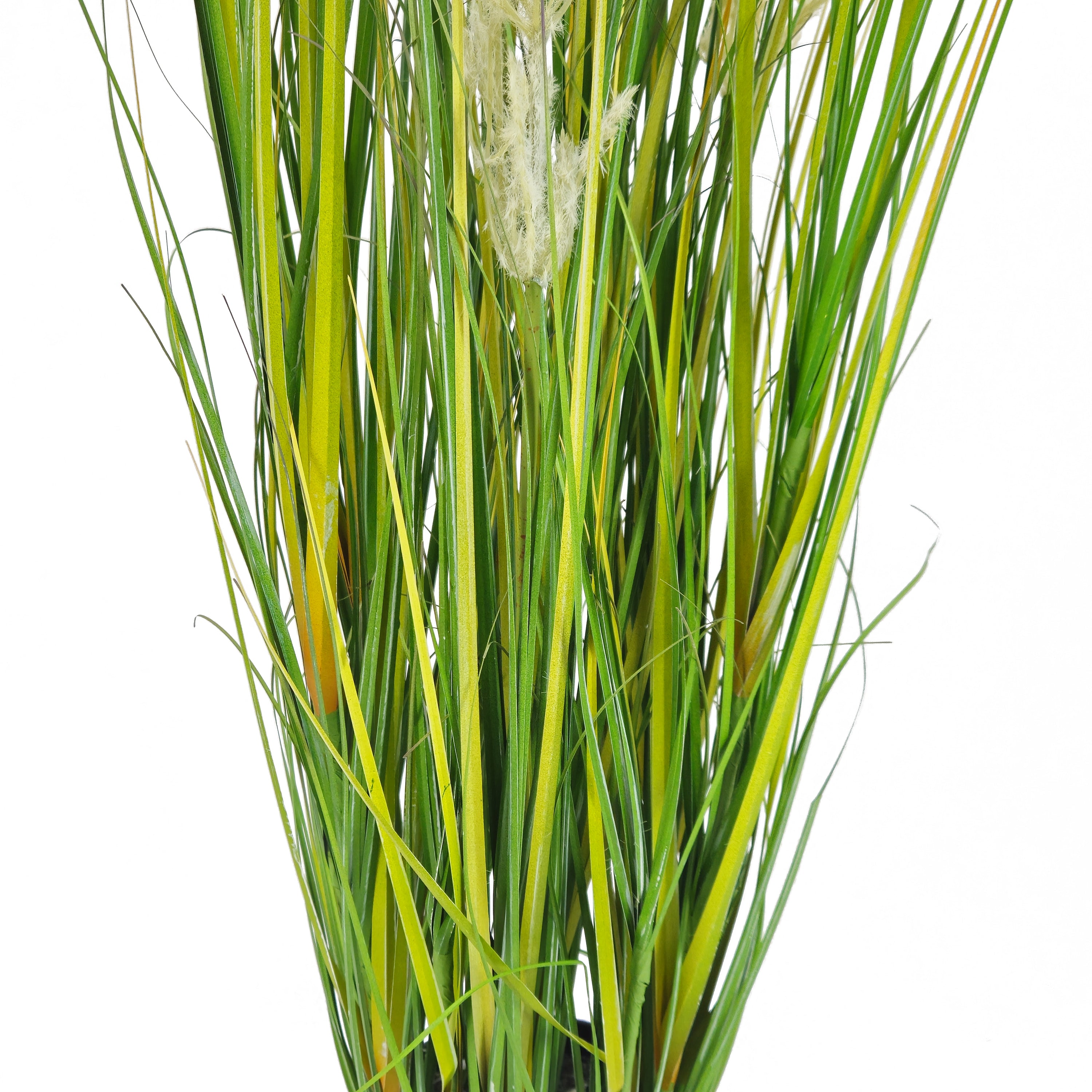 Pianta Pampa Cortadeira 110 cm