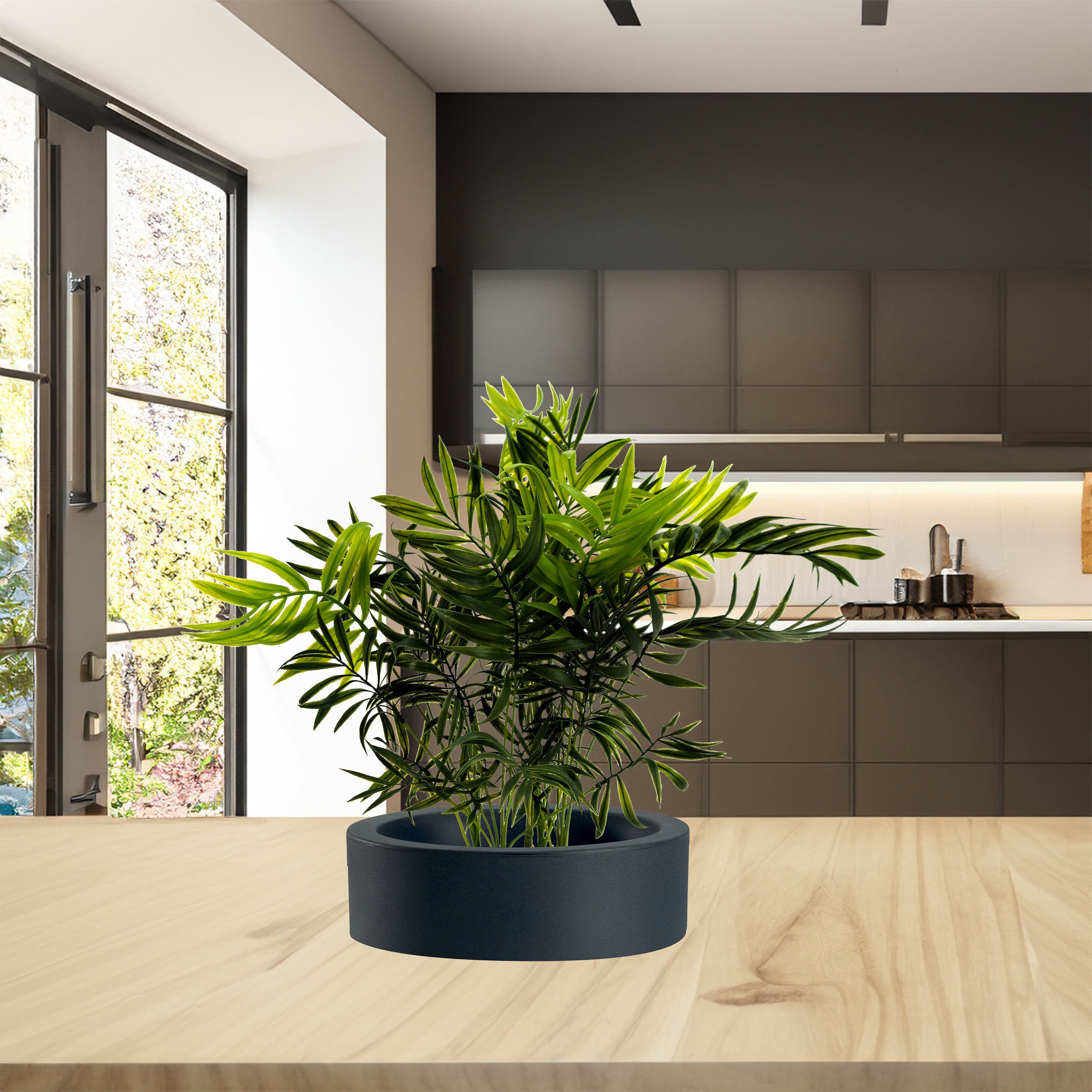 Pianta Palma nana Chamerox 53 cm