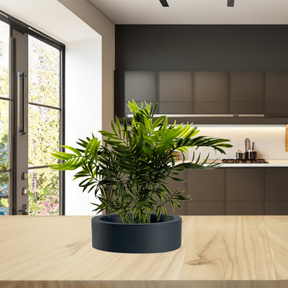 Pianta Palma nana Chamerox 53 cm