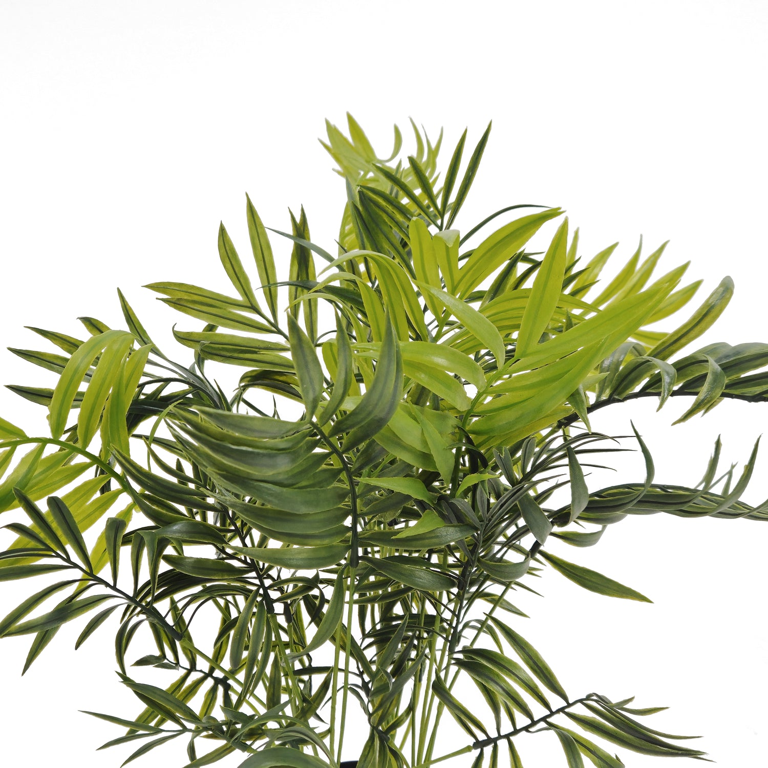 Pianta Palma nana Chamerox 53 cm