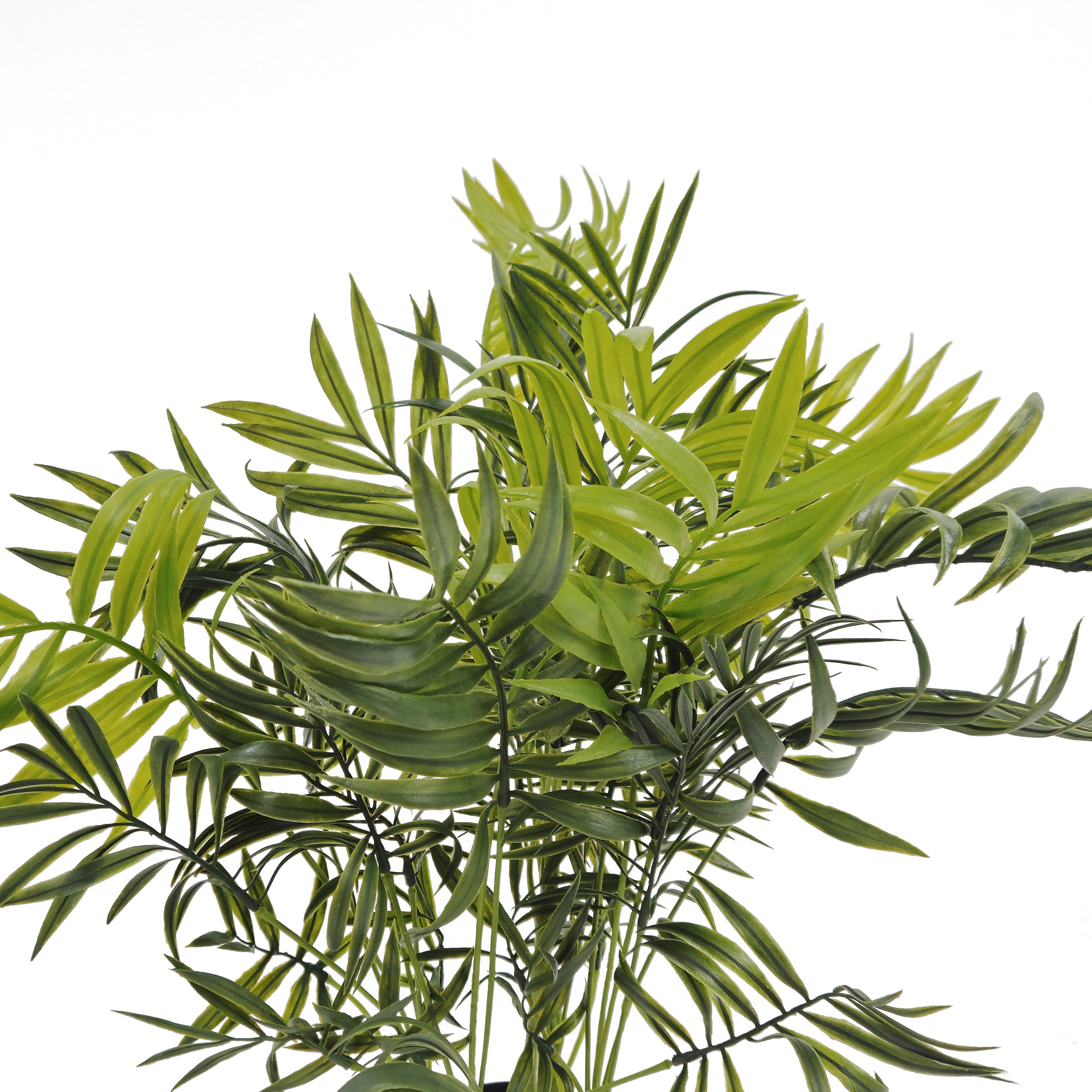 Pianta Palma nana Chamerox 53 cm