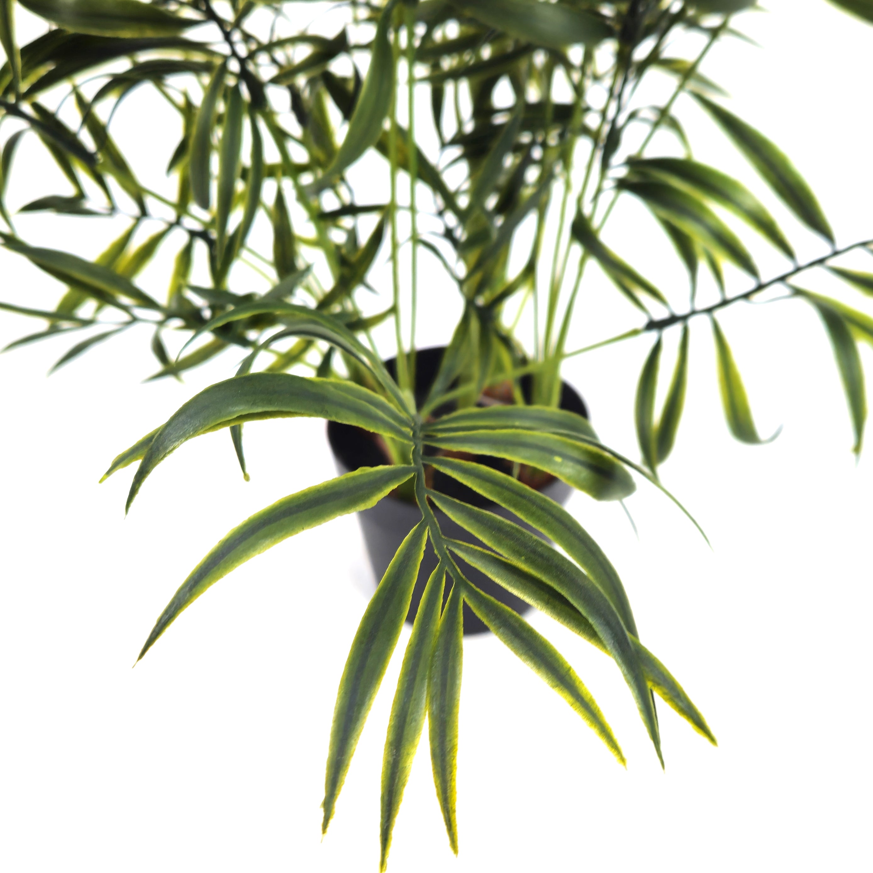 Pianta Palma nana Chamerox 53 cm