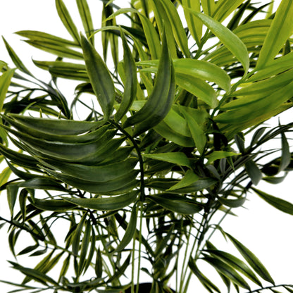 Pianta Palma nana Chamerox 53 cm