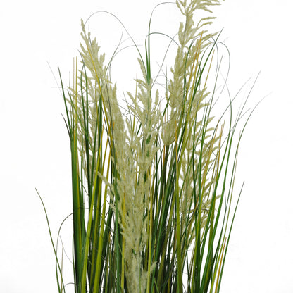 Pianta Pampa Cortadeira 110 cm