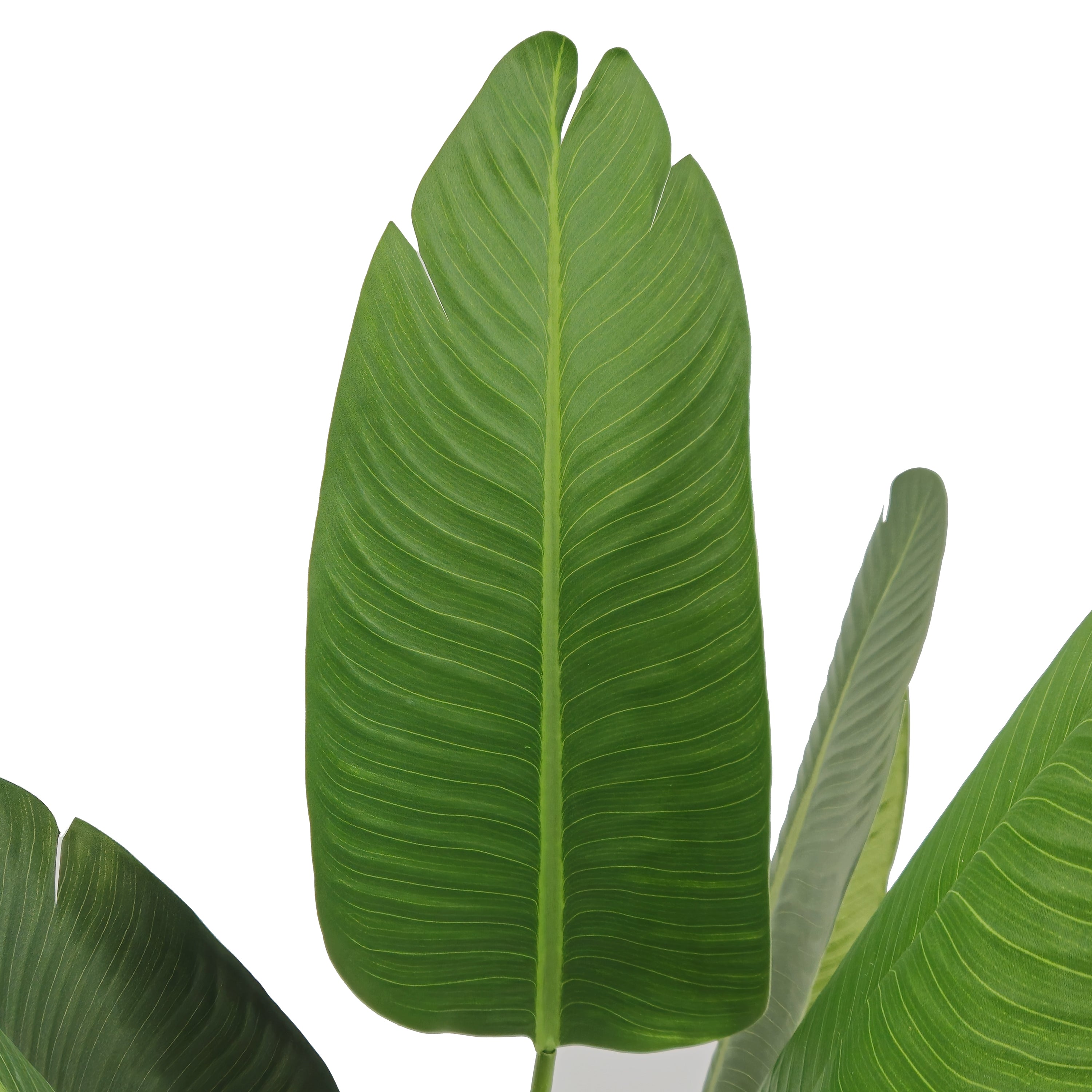 Pianta Strelizia 120 cm