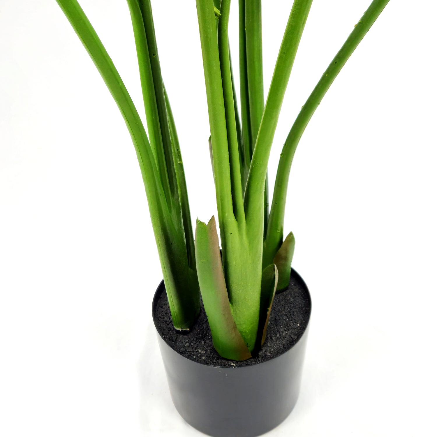 Pianta Strelizia 120 cm