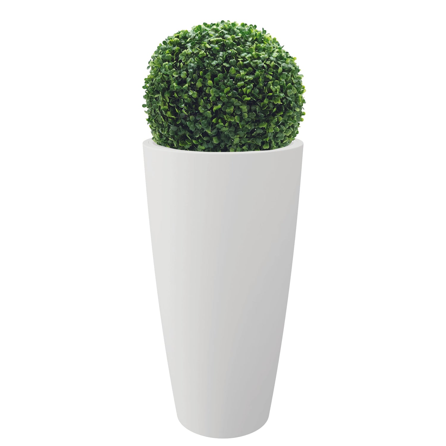 Topiaria In Bosso Bosso A Sfera (Buxus icrophylla Faulkner) Vendita Topiaria In Bosso Bosso A Sfera (Buxus icrophylla Faulkner) Vendita