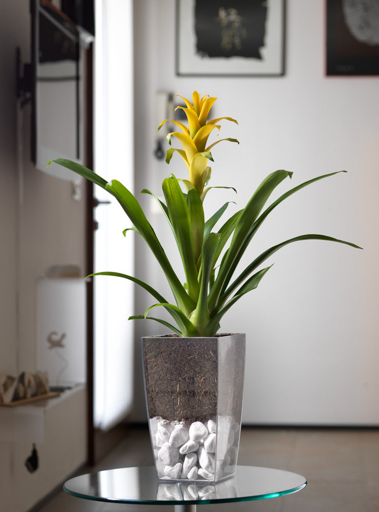 vasi per fiori trasparenti