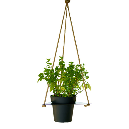 Tecnokit Porta vasi sospesi per aromatiche con vaso cm 16 incluso