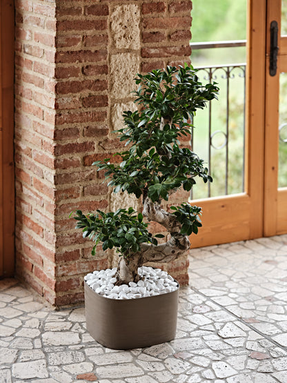 vaso per bonsai, vasi plastica per orto, vasi d arredo interno
