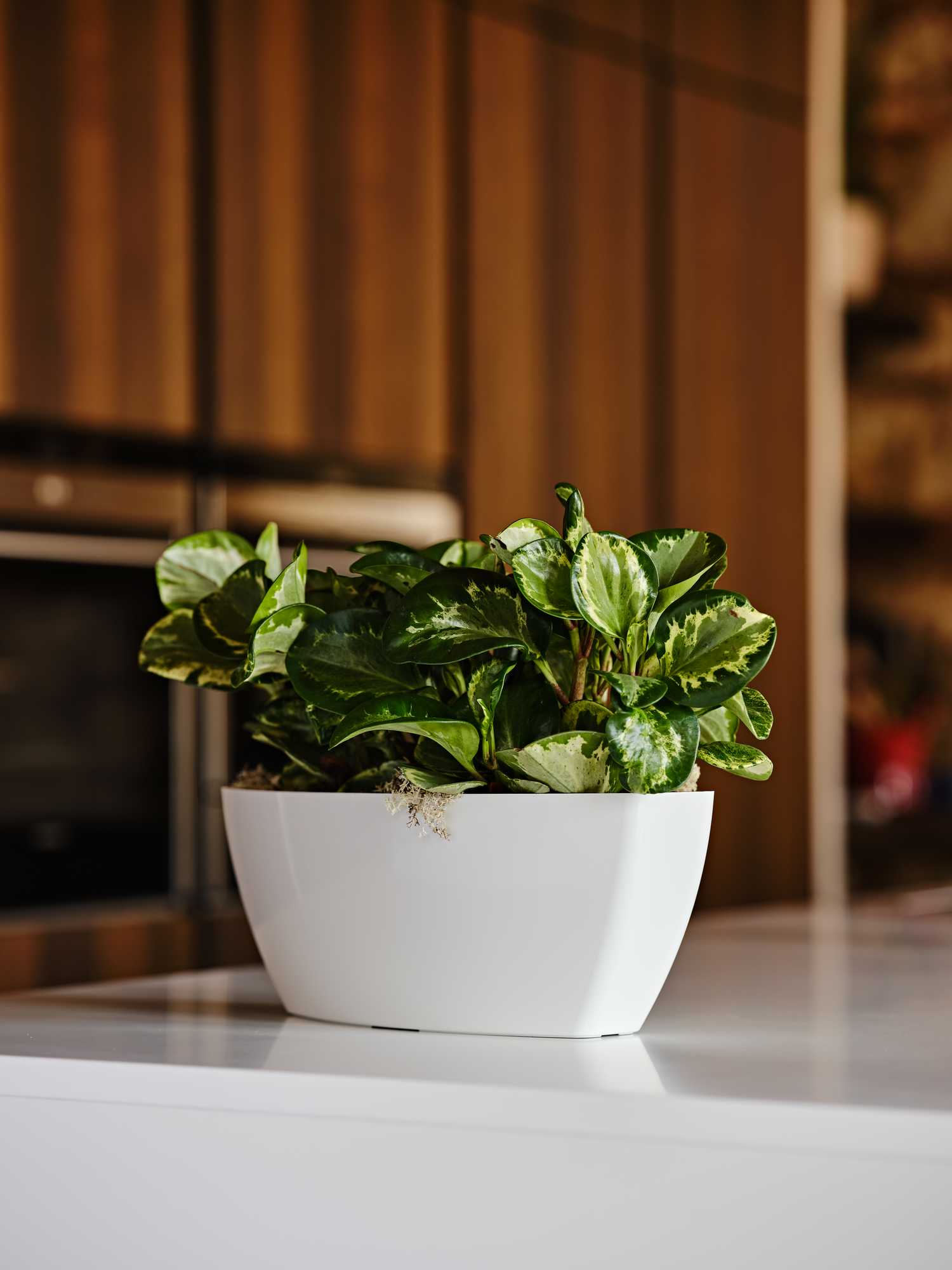Tera vaso in plastica rettangolare lucido Sunrise cm 36