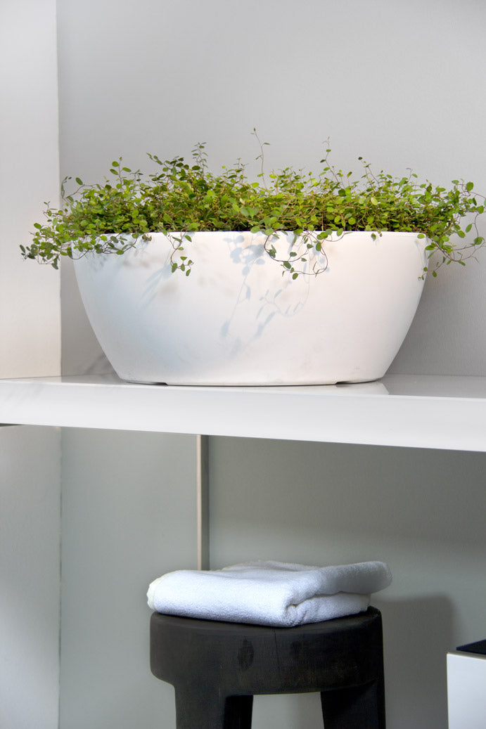 Vaso Portafiori Per Lapide - Pelike - Bronzo Nero Marquinia. Real - Foto 8