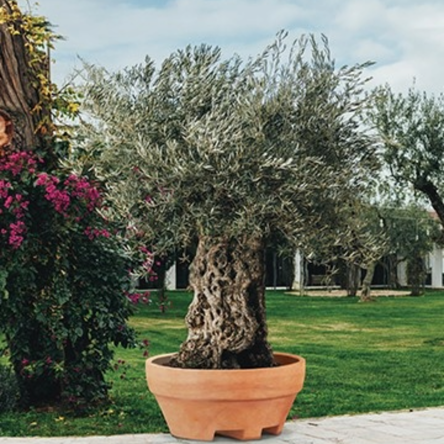 Monacis vaso Ursus cm 120x60