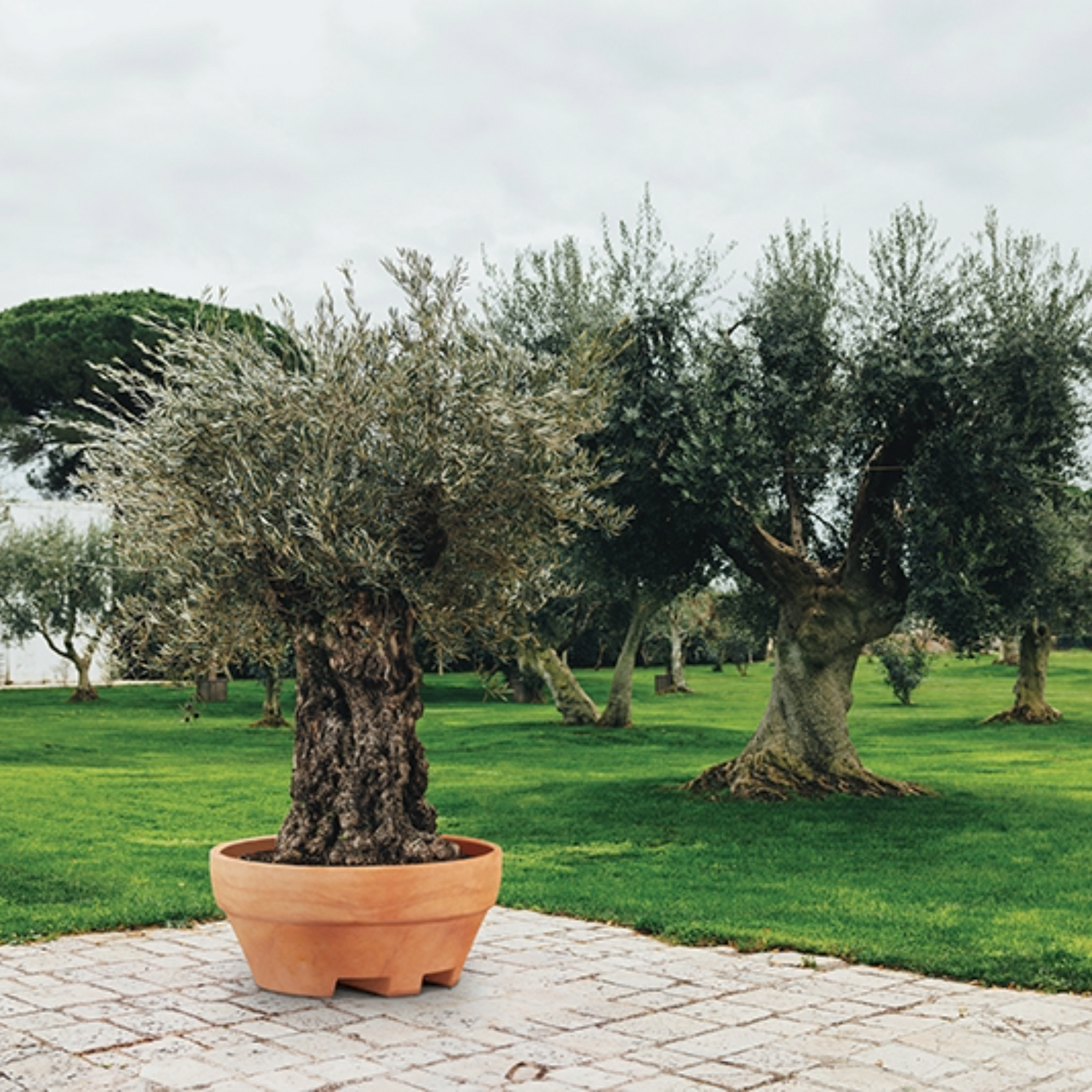 Monacis vaso Ursus cm 120x60