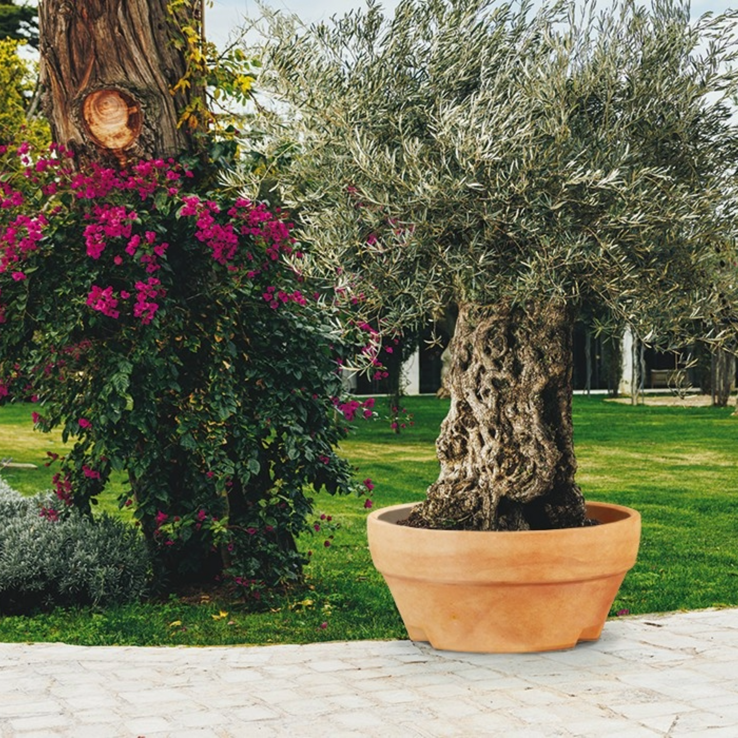 Monacis vaso Ursus cm 120x60