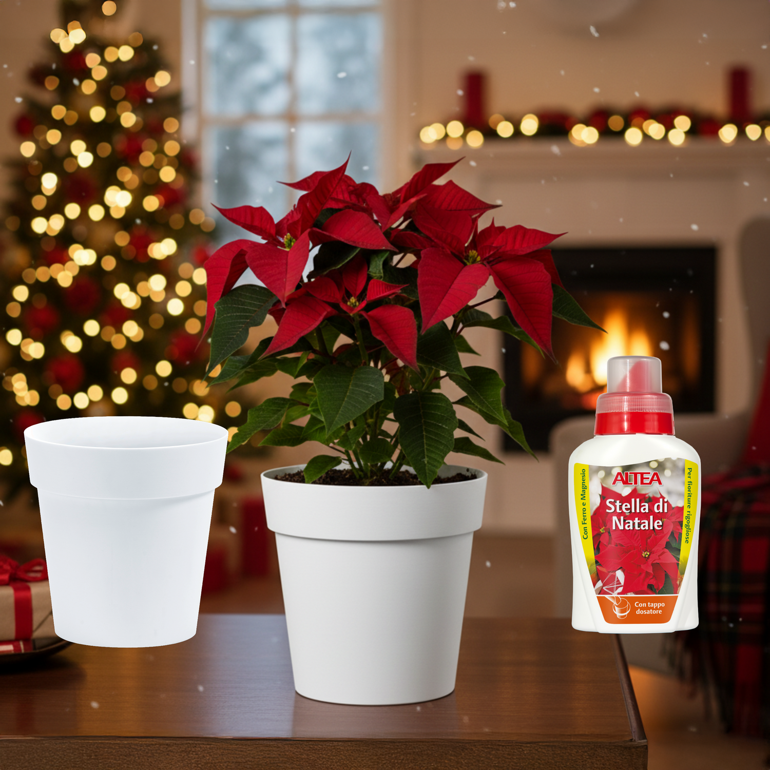 Bundle vaso Arke bianco e concime per stella di natale