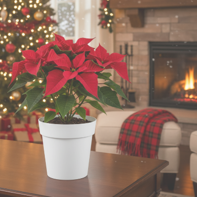 Bundle vaso Arke bianco e concime per stella di natale