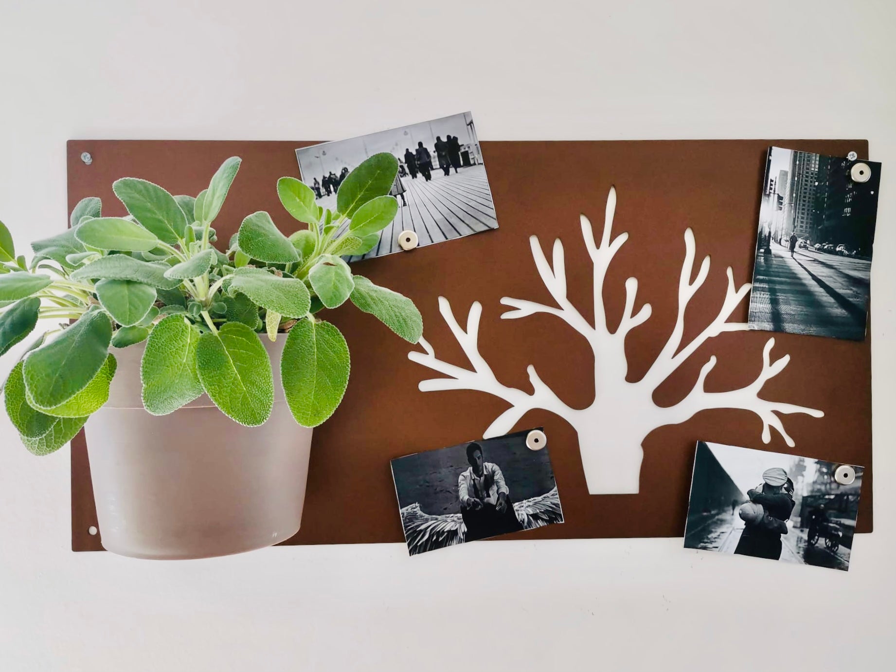 BAUM CON FOTO